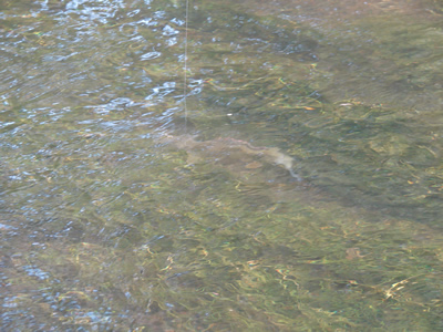 River Avon wild grayling